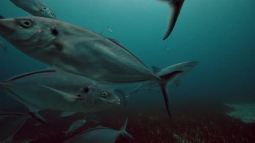 Great White Shark Carcharodon carcharias Neptune Islands South Australia 4k slow motion 50fps