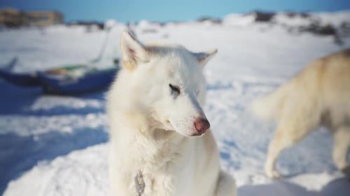 Beautiful White Dog in Snowy Winter Landscape