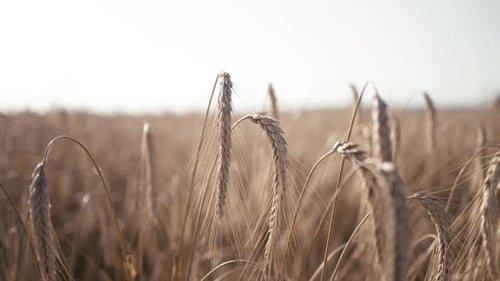 Close-Up of Wheat Ears and Stalks Swaying in the Summer Breeze