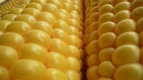 Fresh Corn 16