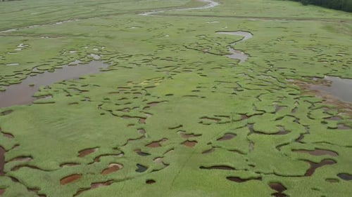 Swamp Vegetation with Water in Wild Places