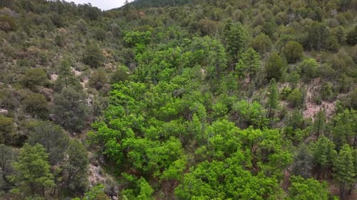 Vue aérienne d'un paysage forestier luxuriant, États-Unis.