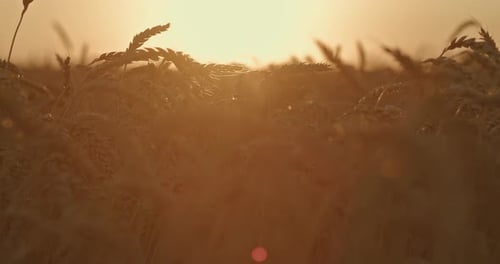 Wheat Field in the Rays of the Sun Sunset