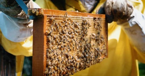 Der Imker kümmert sich um Bienen, Waben, viel Honig, in einem schützenden Imkertier. Con