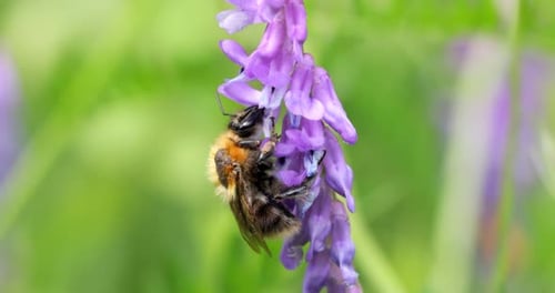 Bumble Bee Pollinating on a Purple Wildflower