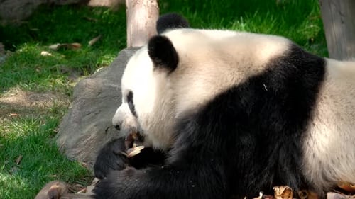 Giant Panda Eating Food in a Grassy Habitat
