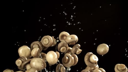 Button Mushrooms Tossed Upwards in Dark Studio with Water