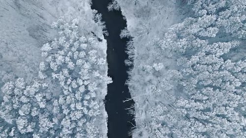 Aerial view of snowy forest and river in winter.