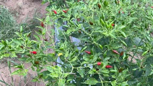 frische und exotische Chilis