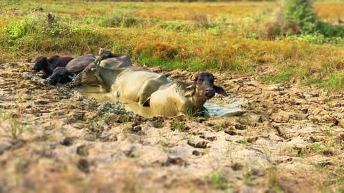 Bovines Resting in the Mud on a Sunny Day