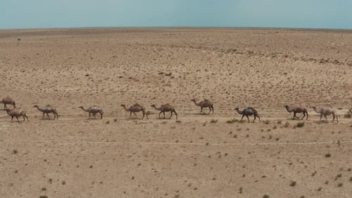 Caravane de chameaux dans la steppe