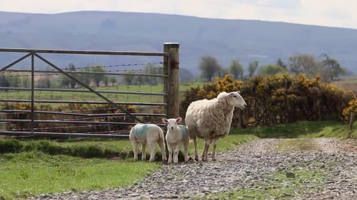 A Ewe with two Lambs by gate in early Spring. Powys. Wales. UK