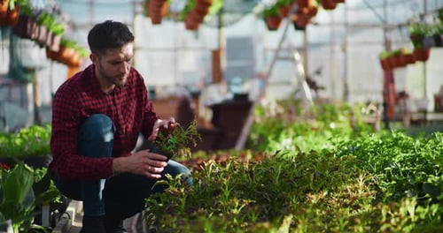 Man Tending Potted Plants in Greenhouse on Sunny Day
