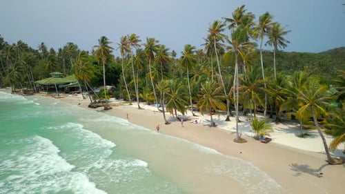 Aerial of Stunning Tropical Beach with Coconut Palm Trees and Turquoise Sea