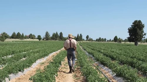 Tomato Garden