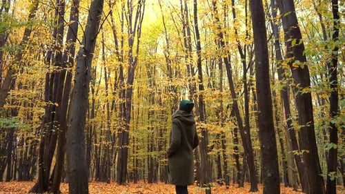 Autumn Forest Deciduous Trees in a Mixed Forest Hornbeam and Beech Yellow Leaf on a Tree A Woman
