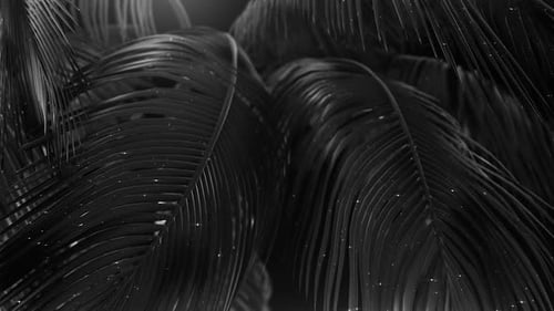 Dramatic Black and White Palm Leaves
