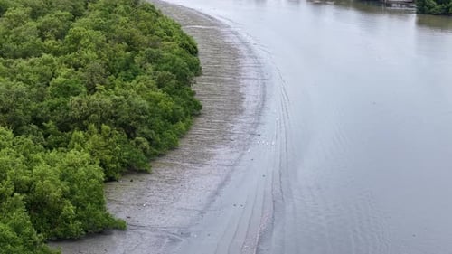 Aerial View of Mangrove Forest Shoreline and Tidal Mudflat