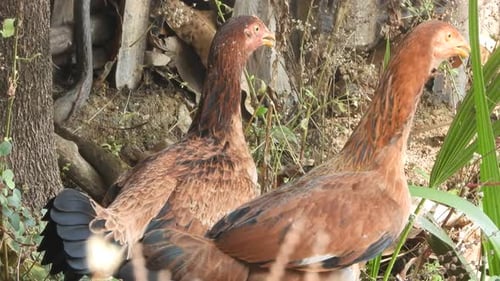 Two Brown Hens Standing Near Foliage