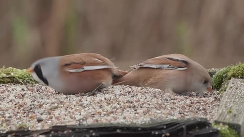 Couple de mésanges barbus mangeant du gravier sur un plateau de table à oiseaux au bord d'une roselière