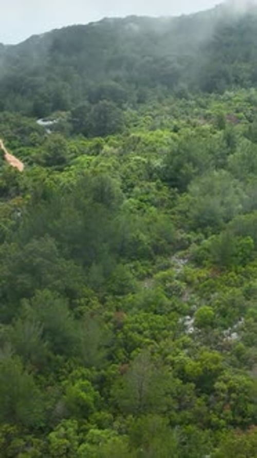 Vertical Video Aerial Glimpse of Glistening RainWashed Greenery Refreshing PostRain Forest