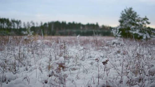 Lawn Covered White Snow in Front Winter Forest Close Up