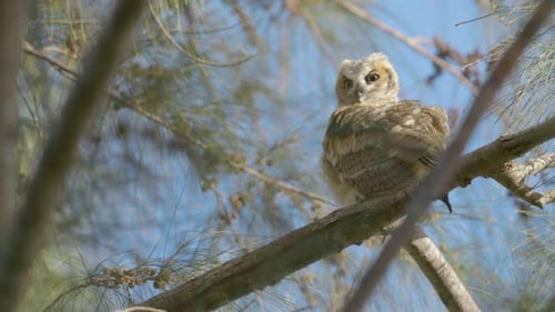 Great Horned Owl Chick Perched on Australian Pine Branch