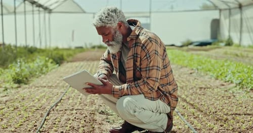 Man, tablet and growth in greenhouse for agriculture, plant inspection or sustainability