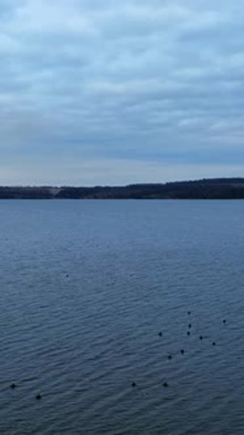 Ducks Swimming in a Calm Lake on a Cloudy Day