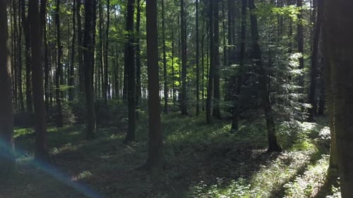 Vue aérienne d'arbres forestiers Paysage boisé