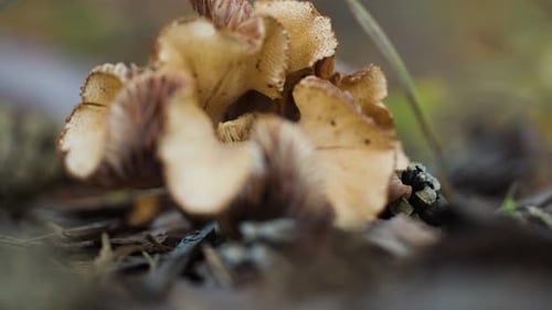 A close-up shot of the ruffled mushroom on the forest floor. Parallax shot, bokeh background.