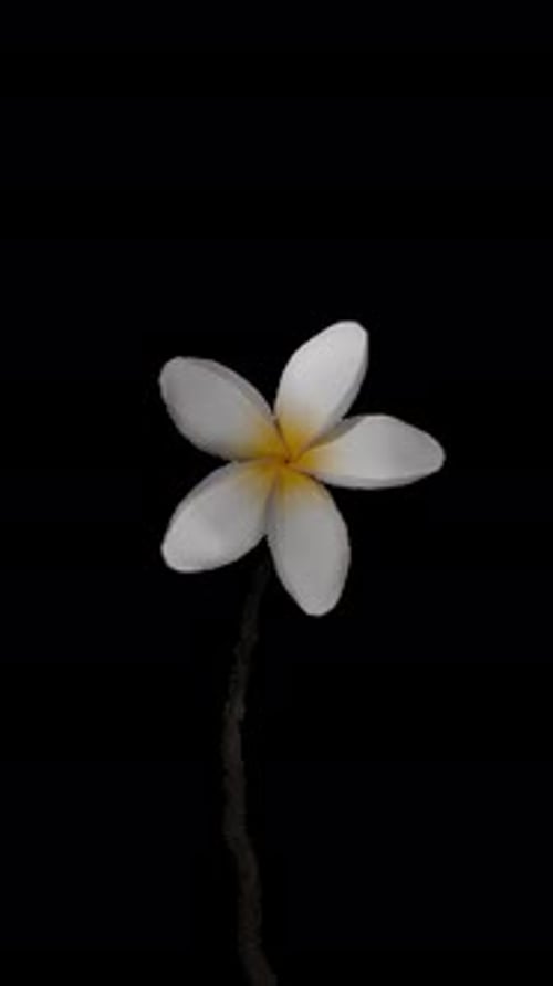 Beautiful White Plumeria Flower Blooming Time-lapse Animation