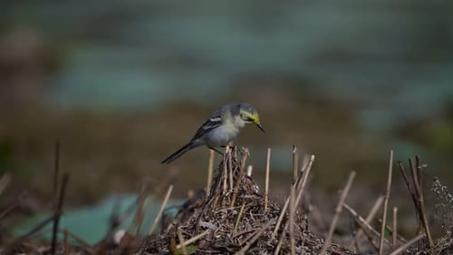 Bergeronnette citrine perchée sur des roseaux secs au bord d'un étang.