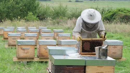 Honigernte. Der Imker entfernt die Bienen vorsichtig aus dem Rahmen
.