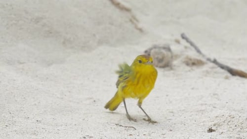 Yellow warbler on the beach