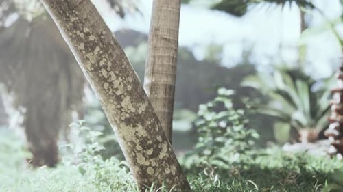 Die Palme im Wald