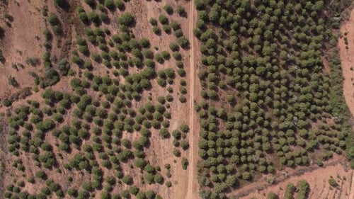 Top View Of Narrow Track Along Dense Vegetation In Portugal. Aerial Topdown