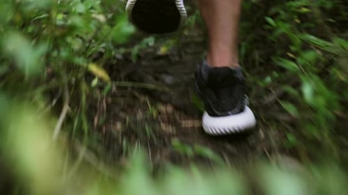 Hiker Walking Through a Tropical Forest