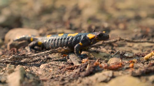Fire salamander, black yellow spotted European Salamandra close up. Amphibian lizard in the forest