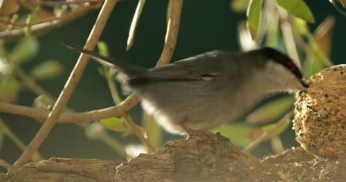 Sardinian warbler ( Curruca melanocephala ). Male adult feeding on a piece of wood. Southern France