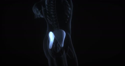 3D Medical Animation of Human Pelvis Bones Rotation