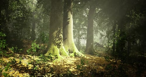 Majestic Trees Basking in Soft Sunlight in an Enchanting Forest Space