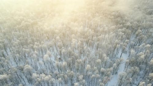 Aerial View of Snow Covered White Forest with Frozen Trees in Cold Winter