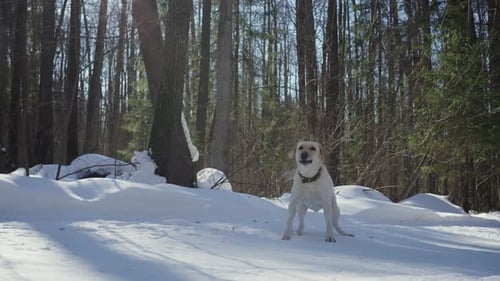 Labrador Dog Happily Barks and Jumps in the Snowcovered Forest Flooded By the Sun on Winter Day