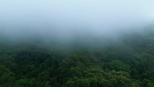 Aerial View on Forest Nature and Green Wood Trees in Fog Landscape of Mountains