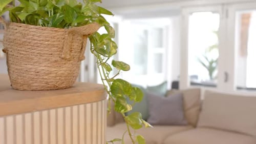 Plant on Wooden Surface in Bright Home