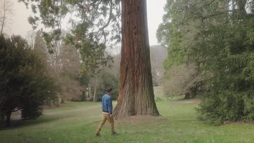 Hombre mirando un árbol