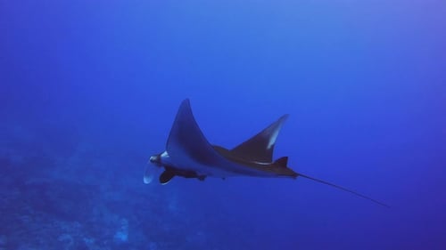 Slow motion of stingray manta swimming in deepwater of the ocean.