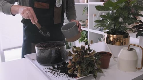 Beautiful shot of young Millennial woman potting a plant