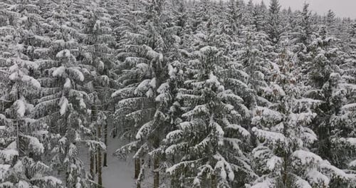 Drone Over Dense Forest in Snow